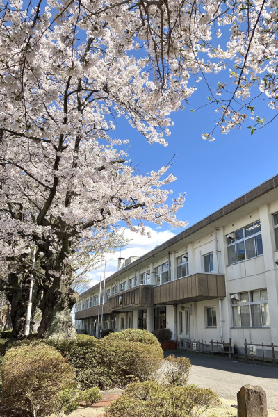 20250416白高４月桜と校舎